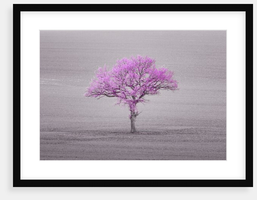 Single tree in foggy field by Assaf Frank